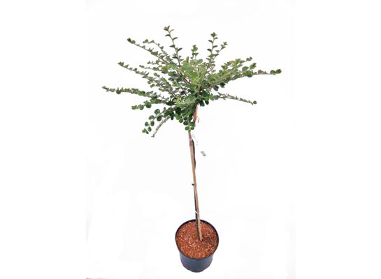 Krzew ozdobny na pniu mix B wys. 80 cm don. 5 l