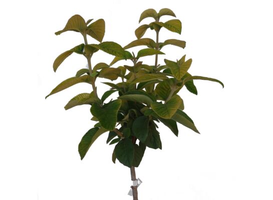 Krzew ozdobny na pniu mix B wys. 80 cm don. 5 l