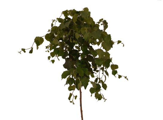 Krzewy na pniu Rarytasy mix wys. 80 cm don. 5 l