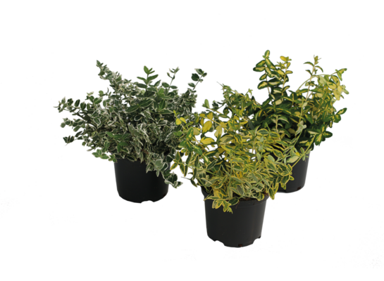 Trzmielina wys. 15-20 cm don. 1 l