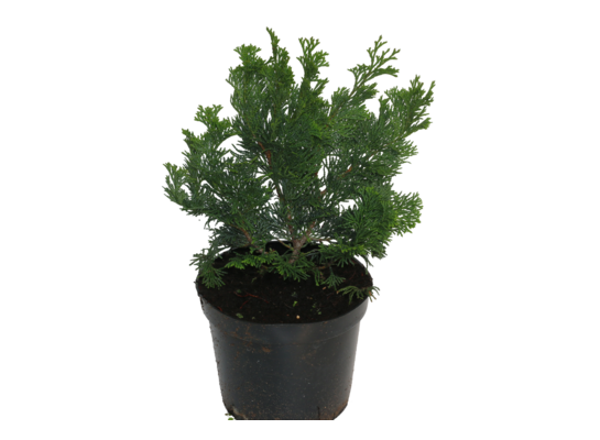 Cyprisik tępołuskowy Nana Gracilis wys. 15 cm don. 17 cm