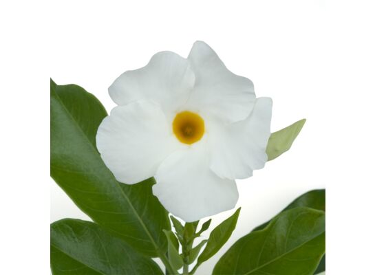 Dipladenia Sundaville biała wys. 30 cm don. 12 cm