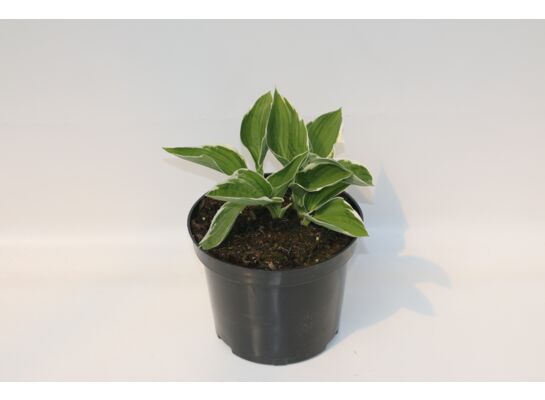 Funkia hosta, wys. 30 cm don. 2 l