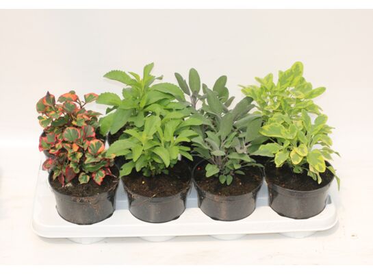 Bylina mix wys. 15-20 cm don. 12 cm