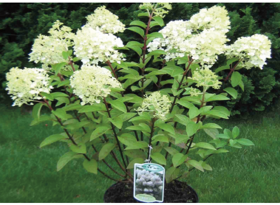 Hortensja bukietowa w odmianach średnica 19 cm, wysokość 30 - 40 cm