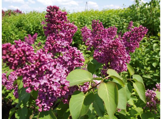 Lilak miniaturowy wys.20-30 cm C2