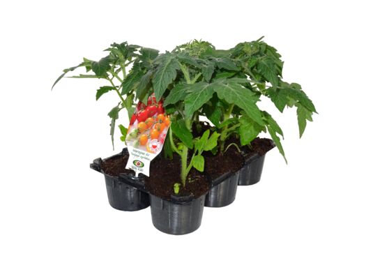 Pomidor koktajlowy wysoki 6-pak, don. 9 cm