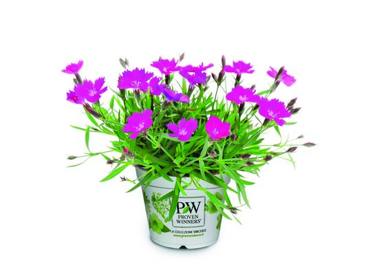 Dianthus Waikiki Pink, wys.25 cm, śr.don.12 cm