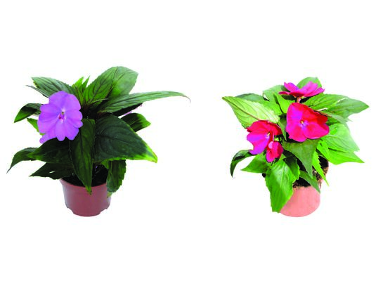 Niecierpek Sunpatiens wys. 35 cm don. 12 cm