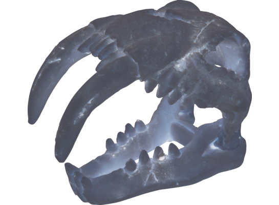 Dekoracja akwarium czaszka dinozaura model 4 ZOLUX