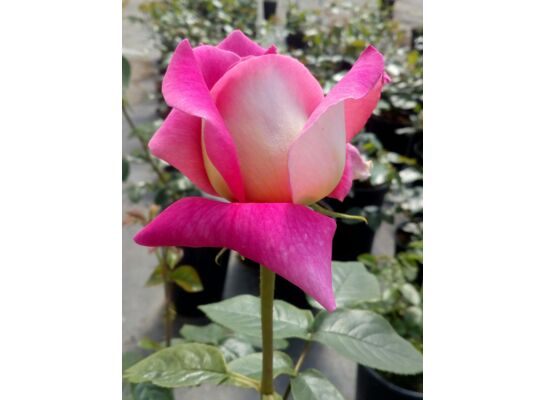 Róża krzaczasta mix odmian i kolorów, wys. 40-60 cm, don.3 l