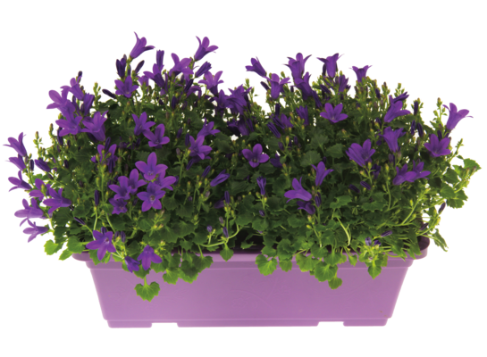 Dzwonki Get Mee® w ozdobnej skrzynce