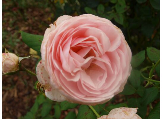 Róża angielska mix wys. 60-80 cm don. C5