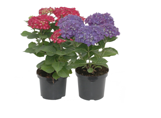 Hortensja ogrodowa wys. 30-40 cm don. 3 l