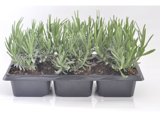 Lawenda 6-pak don. 5,5 x 7,5 cm