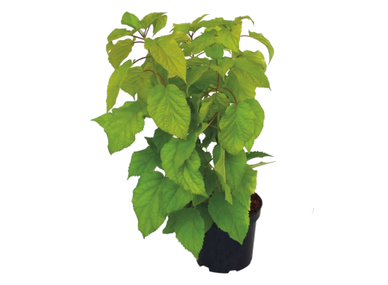 Hortensje w odmianach