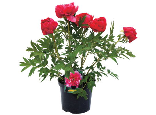 Piwonia, wys.40 cm, don.17 cm