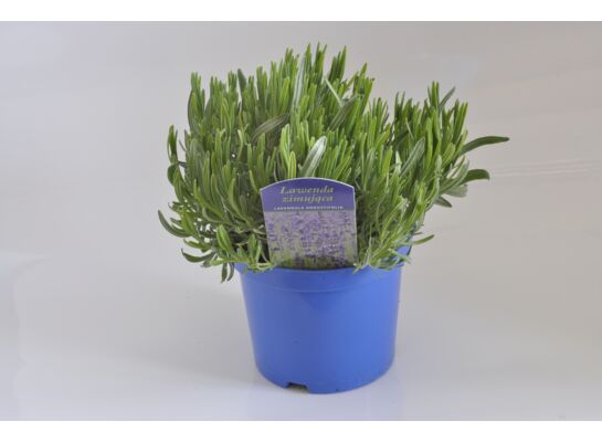 Lawenda wys. 30 cm don. 15 cm