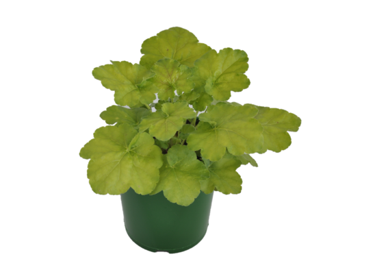 Żurawka wys. 35 cm don. 17 cm