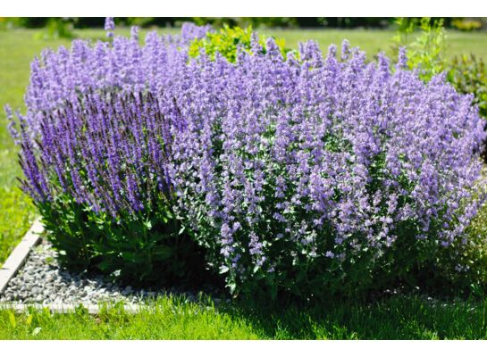 Nepeta wys. 40 cm don. 17 cm