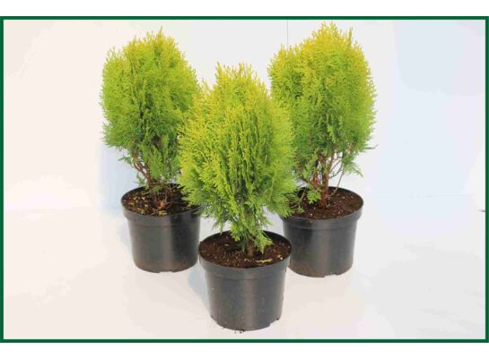 Żywotnik wschodni 'Aurea Nana' C3 30 - 40 cm