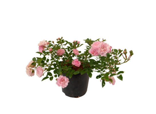 Róża miniaturowa wys. 20-30 cm don. 2 l