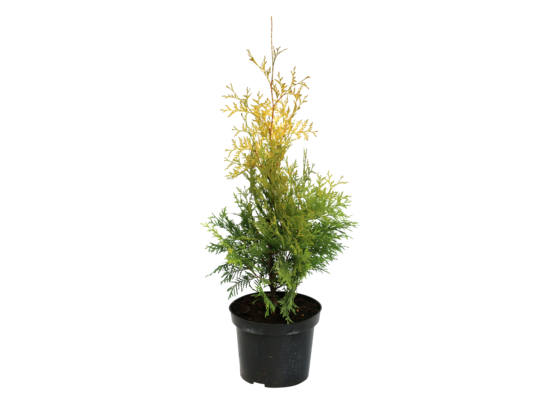 Żywotnik Thuja occidentalis Yellow Ribbon wys. 30-70 cm don. 3 l