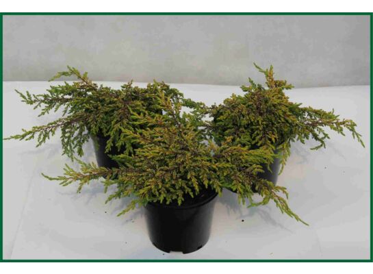 Jałowiec Goldschaz wys. 10 cm don. 17 cm