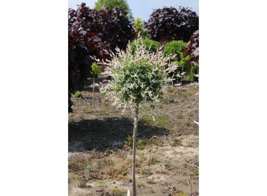 Wierzba Hakuro Nishiki wys. 120-150 cm, don. 5 l