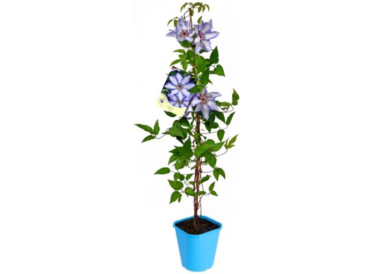 Powojnik wielkokwiatowy standard, wys. 60-90 cm, don. 2 l