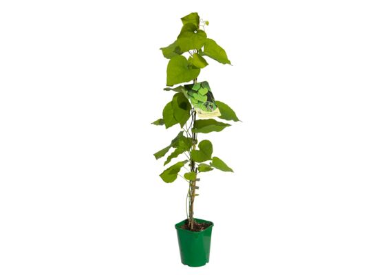 Kokornak wielkolistny, wys.60-80 cm, don.2 l