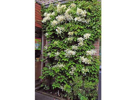 Przywarka japońska, wys. 60-80 cm, don. 2 l