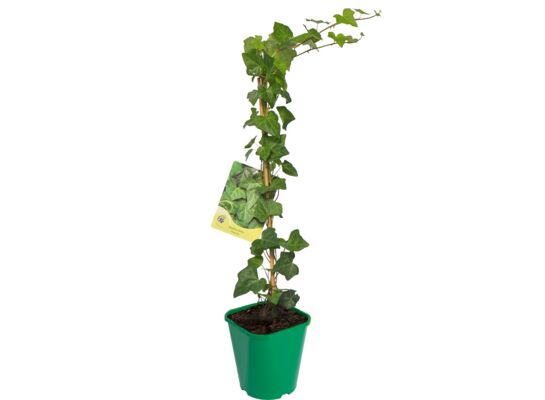 Bluszcz pospolity, wys.40-60 cm, don.2 l