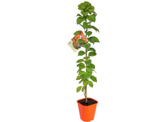 Dławisz, wys.60-80 cm, don.2 l