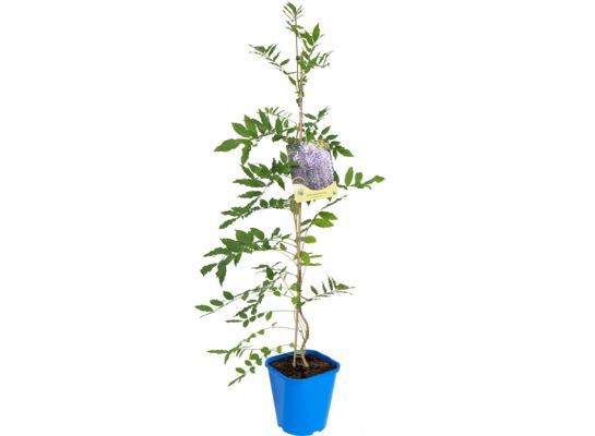 Glicynia, wys. 60-90 cm, don. 2 l