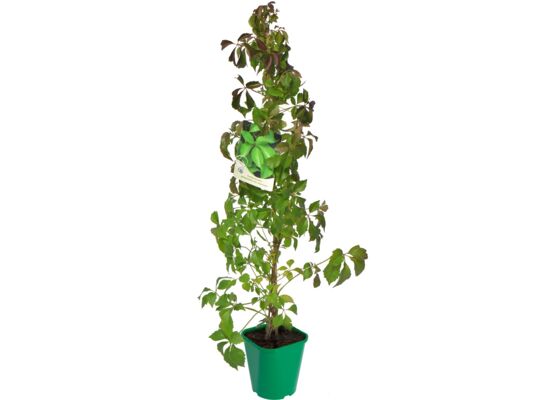 Winobluszcz pięciolistkowy, wys.60-80 cm, don.2 l