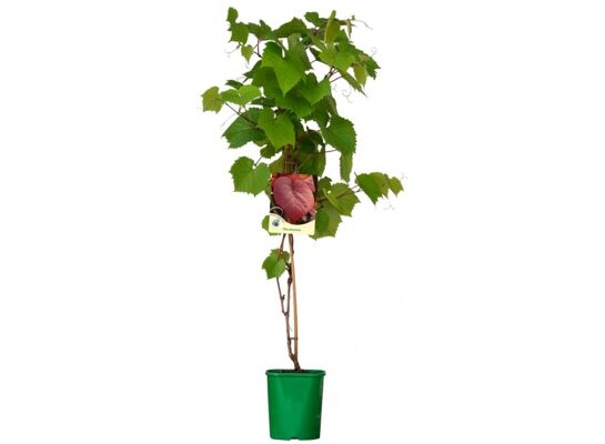 Winorośl ozdobna, wys.60-80 cm, don.2 l