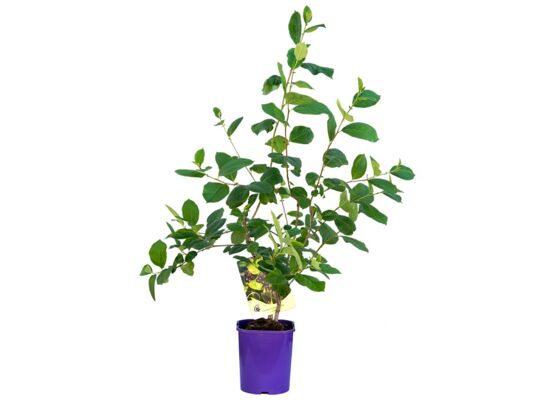 Aronia, wys. 60-80 cm, don. 2 l