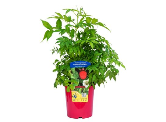 Malinotruskawka, wys. 30 cm, don. 2 l