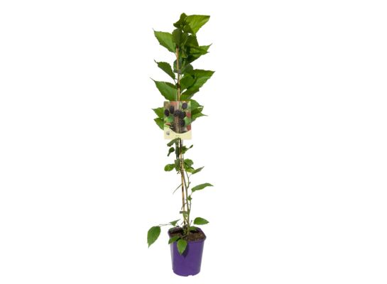 Morwa jadalna, wys.60-80 cm, don.2 l