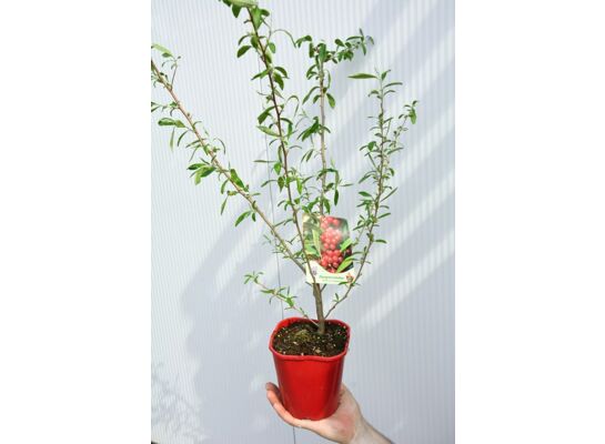 Oliwnik, wys.60-80 cm, don.2 l