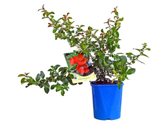 Pigwowiec, wys. 60 cm, don. 2 l