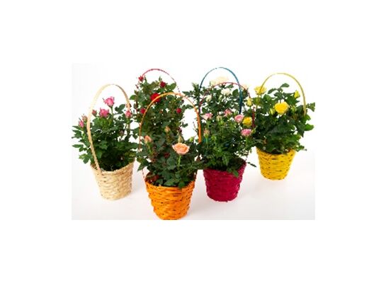 Róże w koszyku don.12 cm