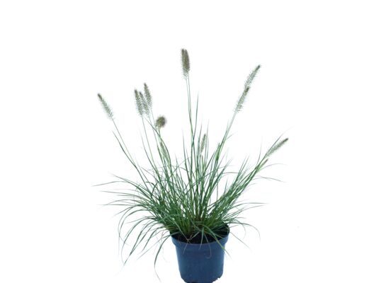 Rozplenica japońska mix wys. 25-55 cm doniczka 2 l