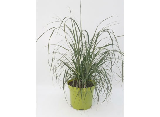 Trawa pampasowa mix don 2 l 40-60 cm