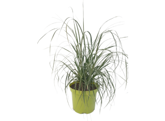 Trawa pampasowa mix don 2 l wys. 40-60 cm