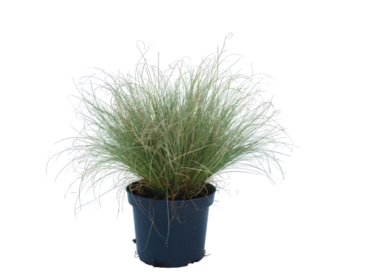 Turzyca 25-40 cm doniczka 2 l mix