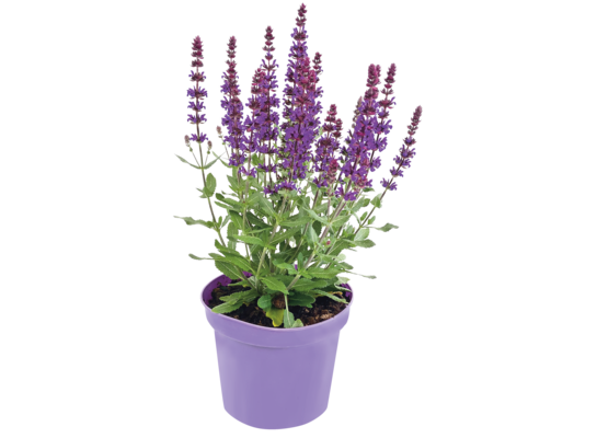 Byliny mix odmian i kolorów 20-40 cm don. 2 l