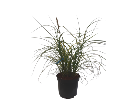 Miskant wys. 30-90 cm doniczka 2 l mix