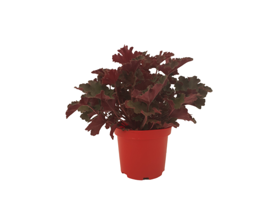 Żurawka wys. 20-30 cm C1
